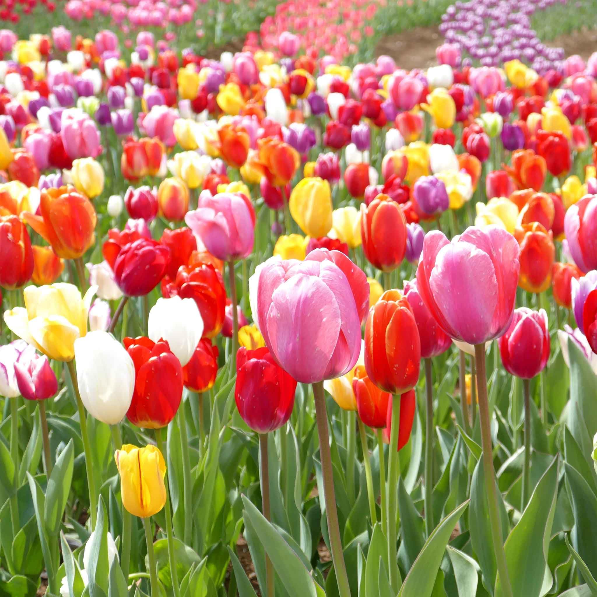 Tulips Flower seeds for Planting Long Bloom Season, Heirloom & GMO Free Seeds for Home Garden vegetable and garden seeds