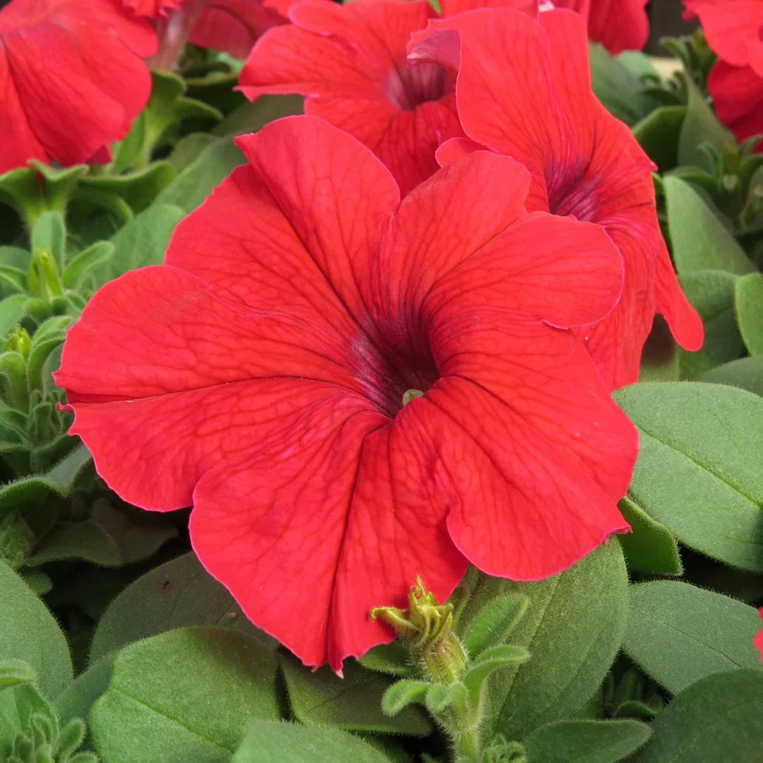 Burgundy Petunia Double Madness Flower seeds for Planting - Premium Quality, Heirloom & GMO Free Seeds for Home Garden