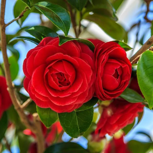 Premium Camellia Burgundy Flower seeds for Planting Pollinator Friendly, Heirloom & GMO Free Seeds for Home Garden seeds