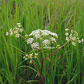 Cicuta Maculata Flower seeds for Planting Premium Quality, Heirloom & GMO Free Seeds for Home Garden seeds for planting