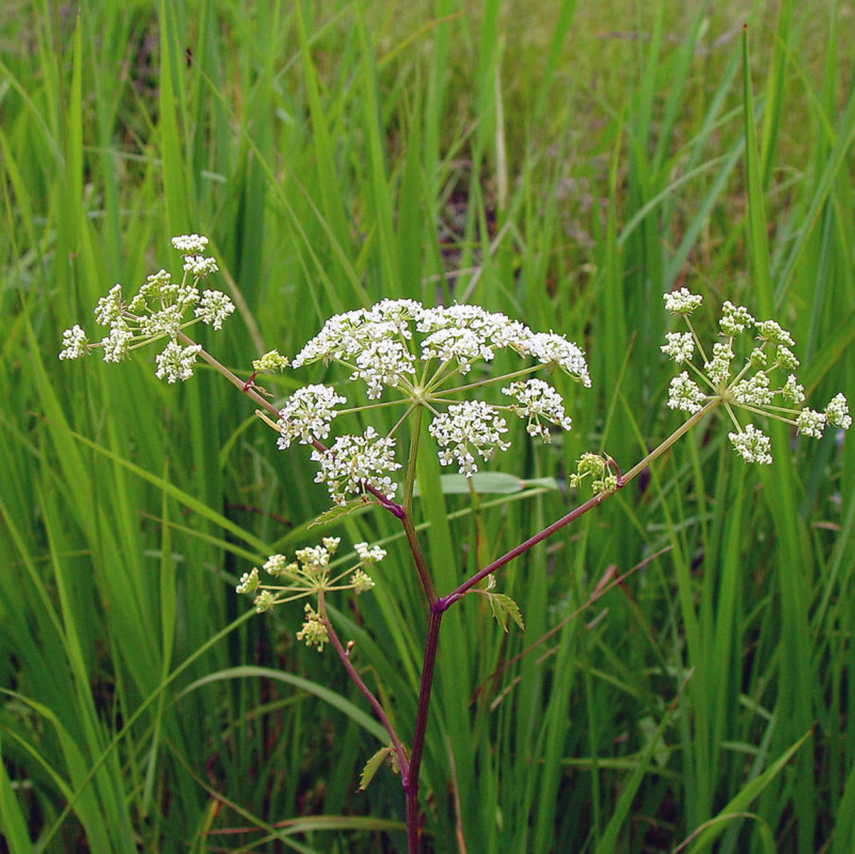 Cicuta Maculata Flower seeds for Planting Premium Quality, Heirloom & GMO Free Seeds for Home Garden seeds for planting