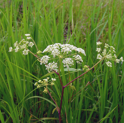Cicuta Maculata Flower seeds for Planting Premium Quality, Heirloom & GMO Free Seeds for Home Garden seeds for planting