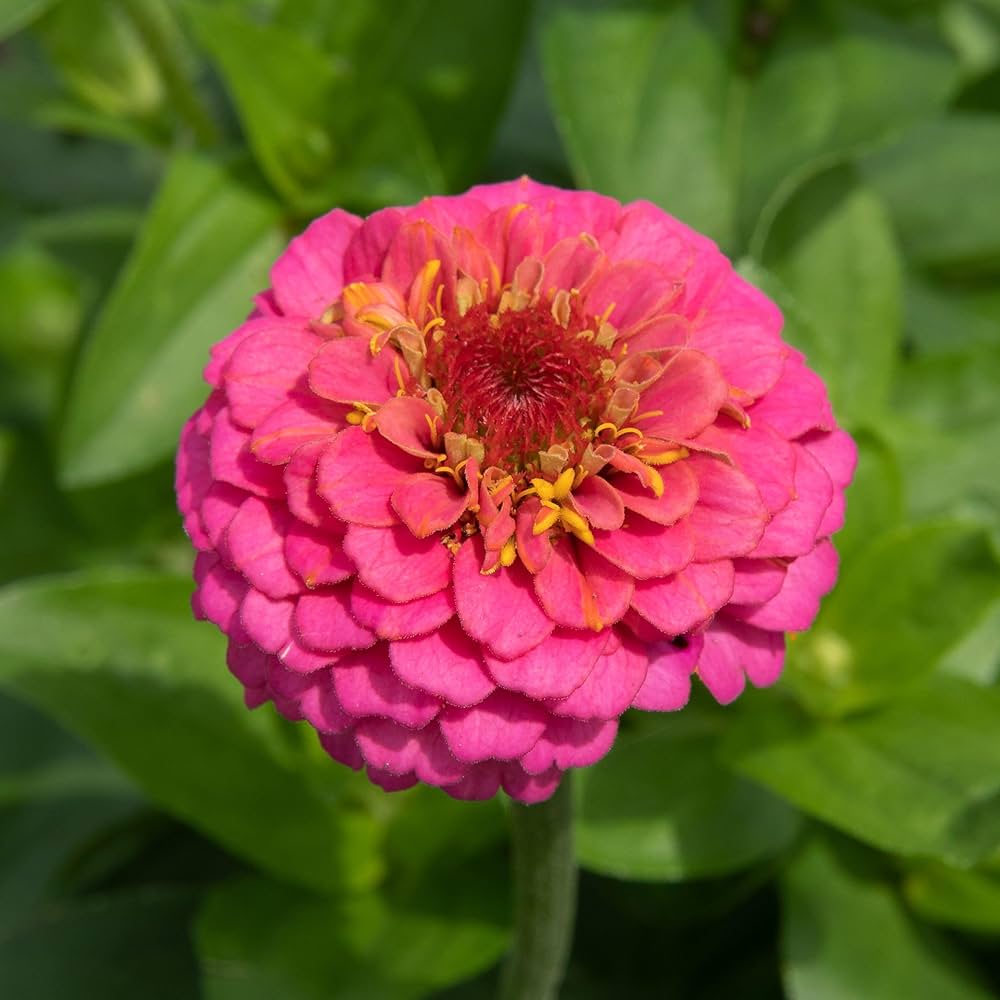 Zinnia Flower Seeds Pink Planting Pack