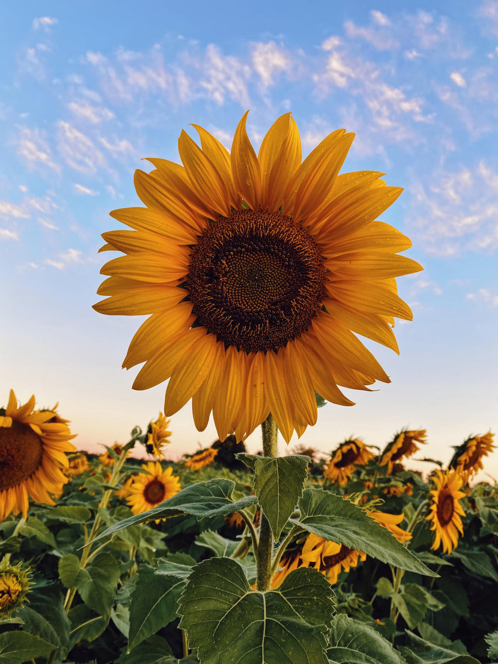High quality Sunflower Flower seeds for Planting Bright Blooms, Heirloom & GMO Free Seeds for Home Garden seeds pack