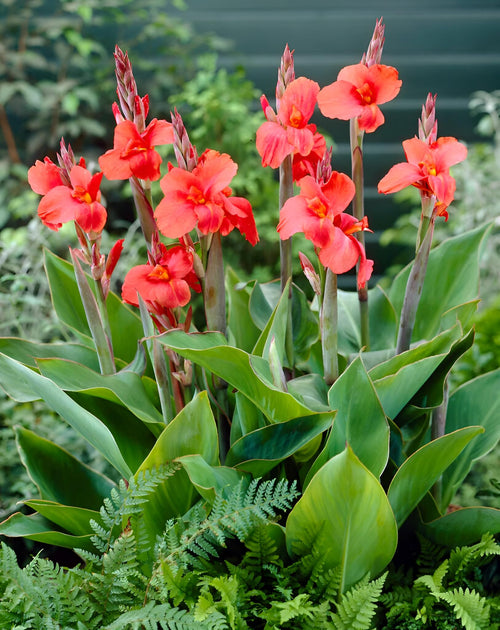 Premium Canna Flower seeds for Planting Fragrant Blossoms, Heirloom & GMO Free Seeds for Home Garden seeds