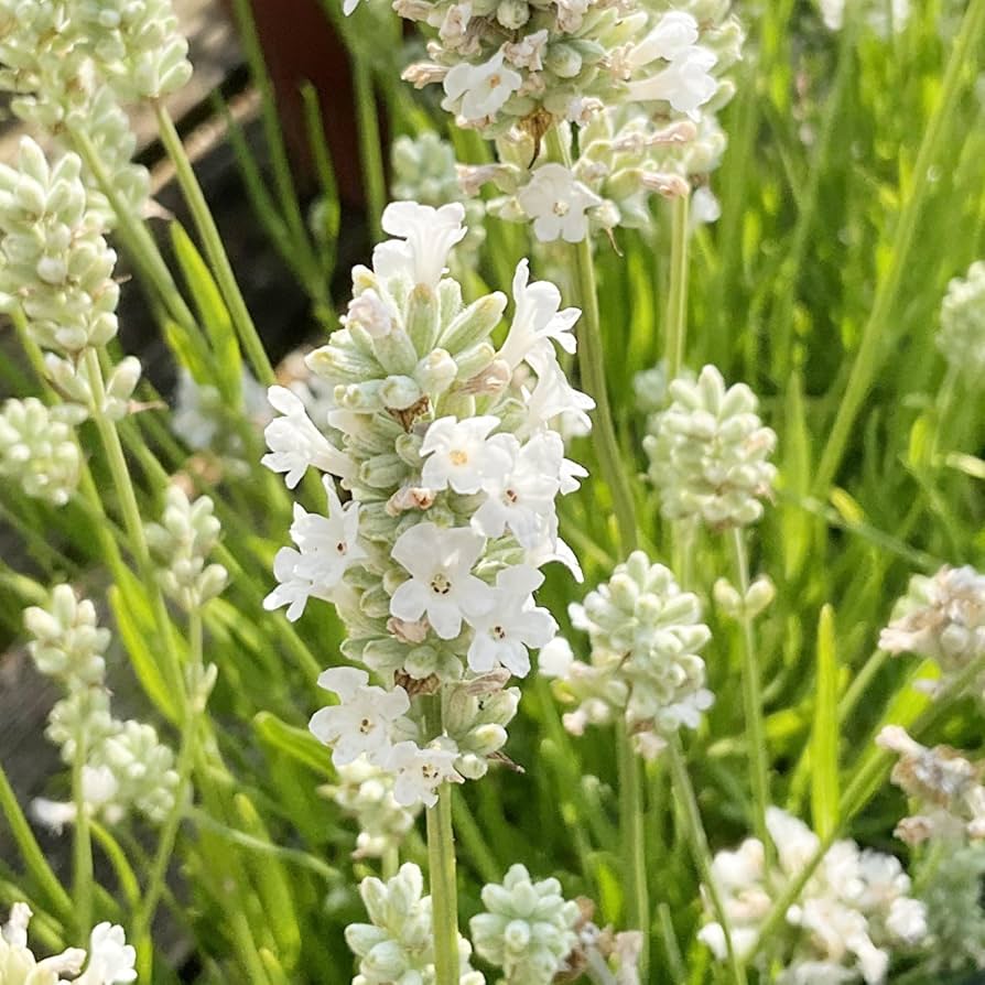 Premium Lavender Flower seeds for Planting Premium Quality, Heirloom & GMO Free Seeds for Home Garden seeds