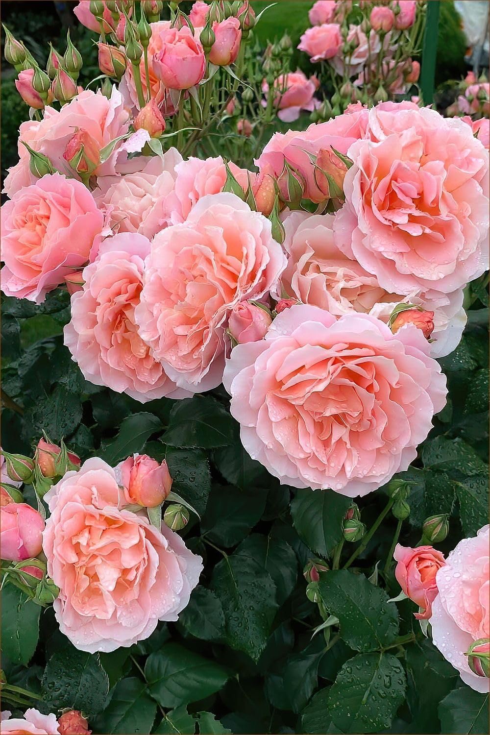 Premium Pink Climbing Roses Flower seeds for Planting Easy to Grow, Heirloom & GMO Free Seeds for Home Garden seeds