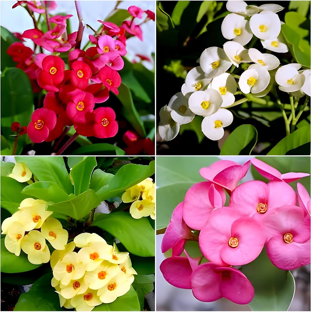 Premium Mixed Euphorbia Milii Hybrid Flower seeds for Planting Premium Quality, Heirloom & GMO Free Seeds for Home Garden seeds