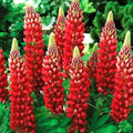 Red Lupin Flower seeds for Planting Drought Tolerant, Heirloom & GMO Free Seeds for Home Garden seeds for planting