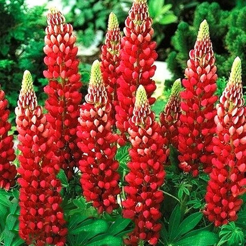 Red Lupin Flower seeds for Planting Drought Tolerant, Heirloom & GMO Free Seeds for Home Garden seeds for planting