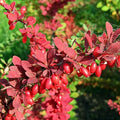 Red Pyracantha Fortuneana Flower seeds for Planting Colorful Display, Heirloom & GMO Free Seeds for Home Garden seeds for planting