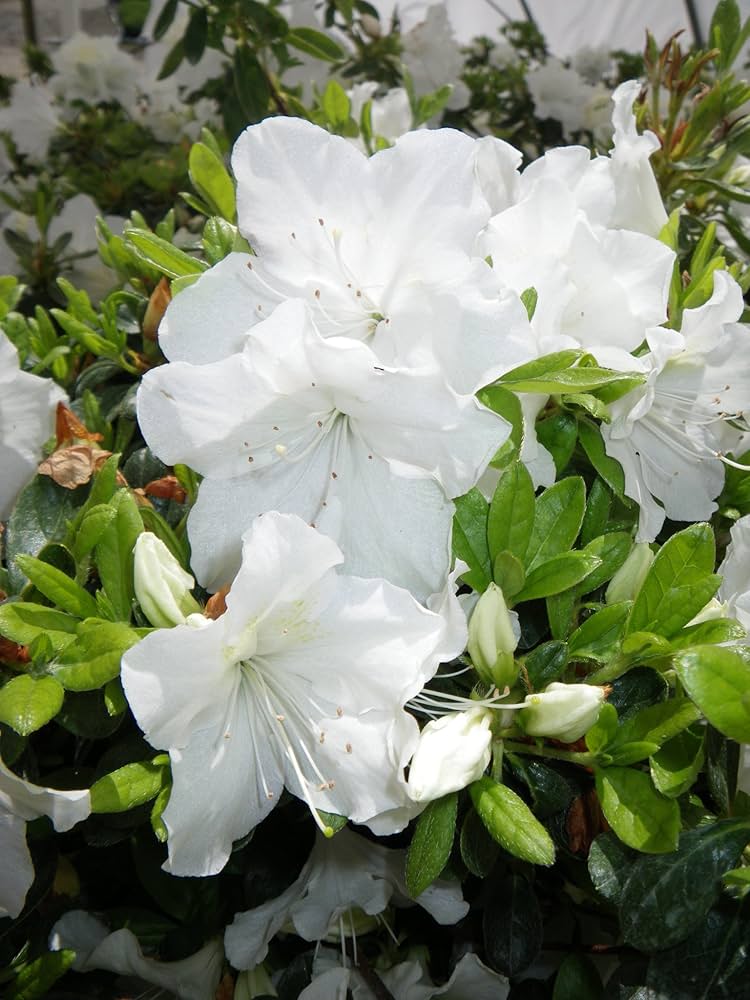 Azalea Blanco Flower seeds for Planting Fragrant Blossoms Heirloom & GMO Free Seeds for Home Garden