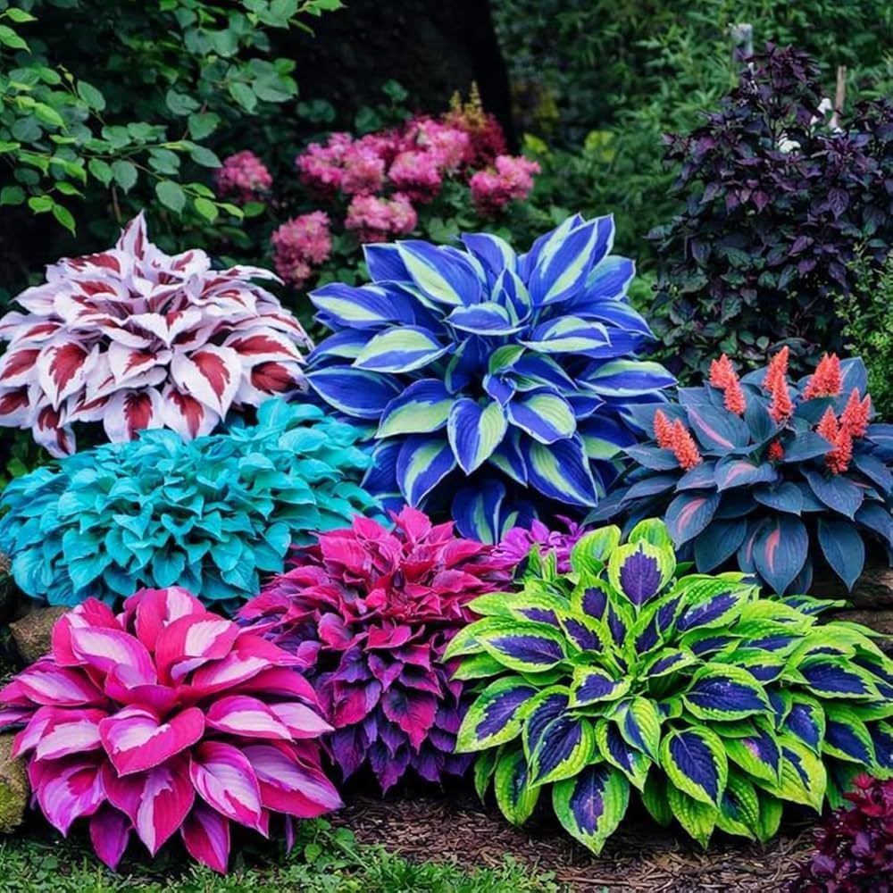 Mixed Ornamental Flower seeds for Planting Premium Quality, Heirloom & GMO Free Seeds for Home Garden vegetable and garden seeds