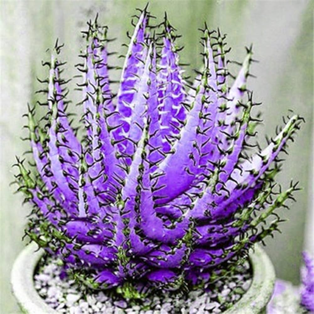 Aloe Cameron Dark Violet White Seeds for Planting - Exotic Succulent Seeds