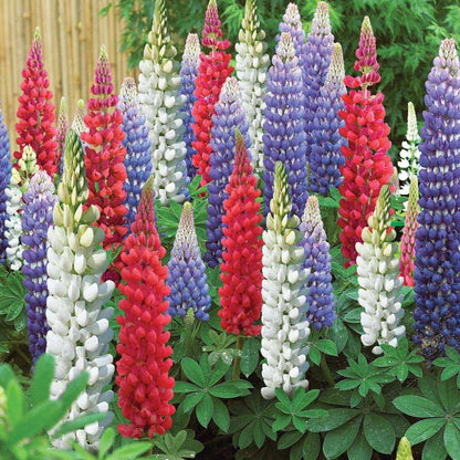 Lupin Pixie Flower seeds for Planting Fragrant Blossoms Heirloom & GMO Free Seeds for Home Garden