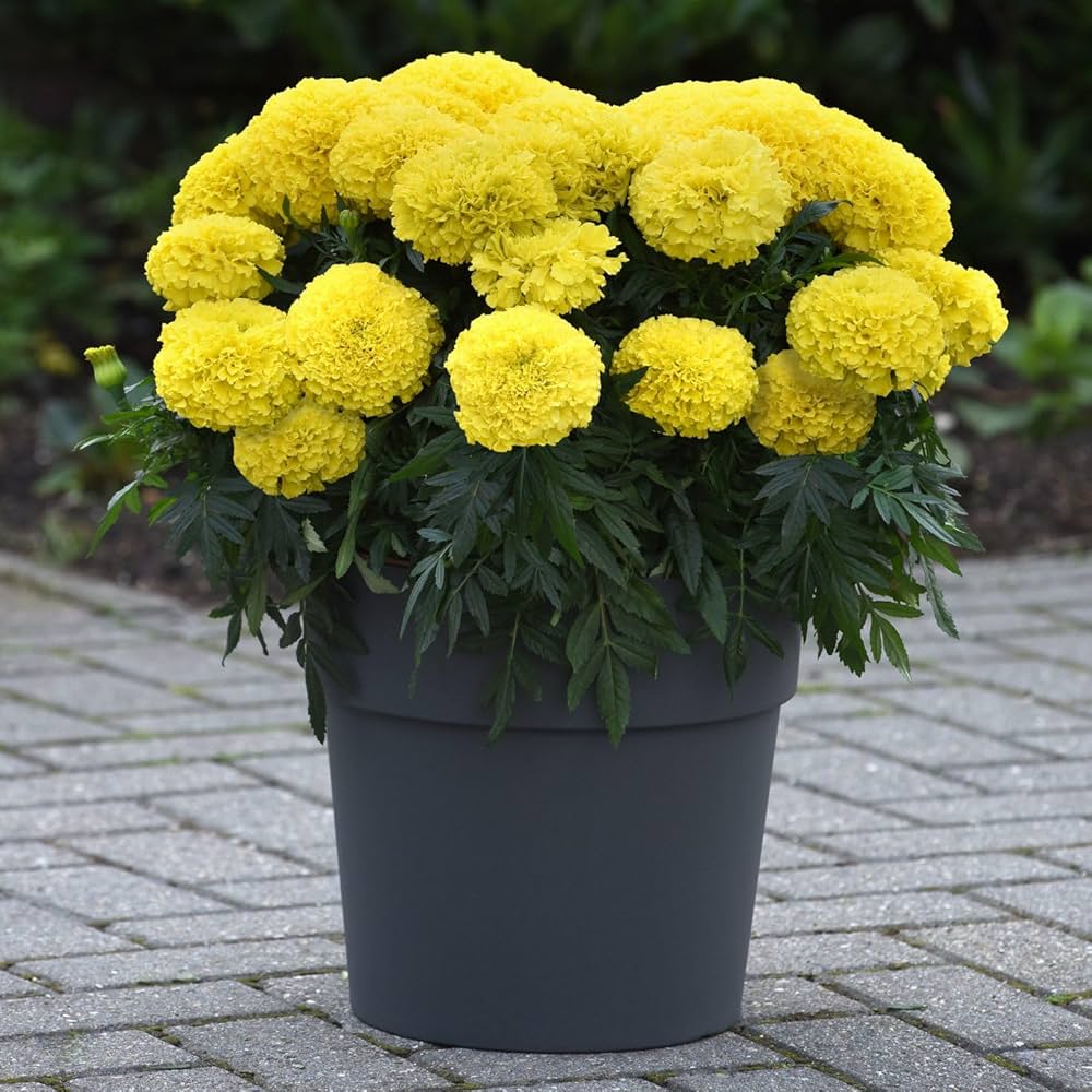 Goldmelisse Flower seeds for Planting Compact Growth, Heirloom & GMO Free Seeds for Home Garden vegetable and garden seeds