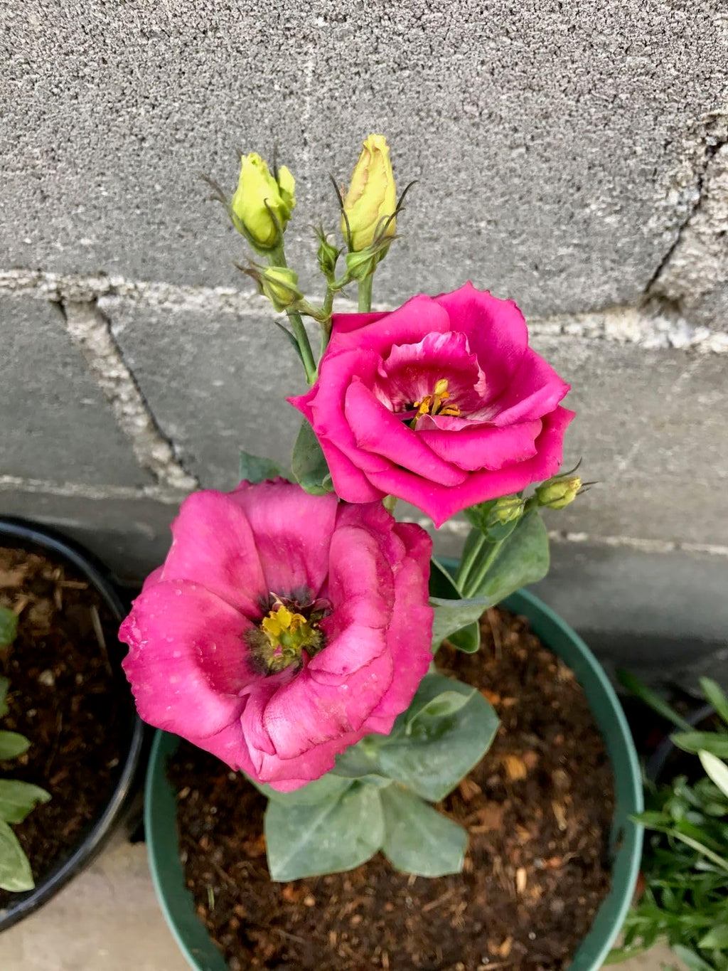Premium Lisianthus Red Flower seeds for Planting Wildflower Mix, Heirloom & GMO Free Seeds for Home Garden seeds
