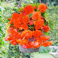 Orange Gloxinia Flower seeds for Planting Long Bloom Season, Heirloom & GMO Free Seeds for Home Garden seeds for planting