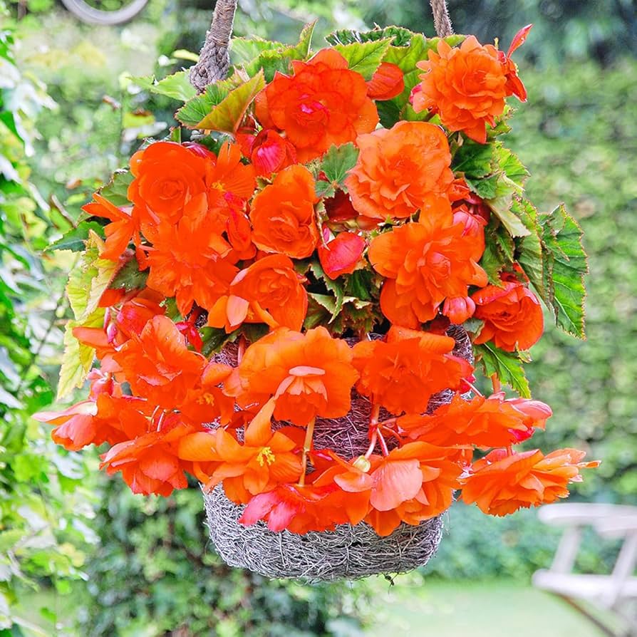 Orange Gloxinia Flower seeds for Planting Long Bloom Season, Heirloom & GMO Free Seeds for Home Garden seeds for planting