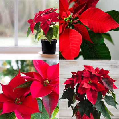 Poinsettia Flower seeds for Planting - Bright Blooms, Heirloom & GMO Free Seeds for Home Garden