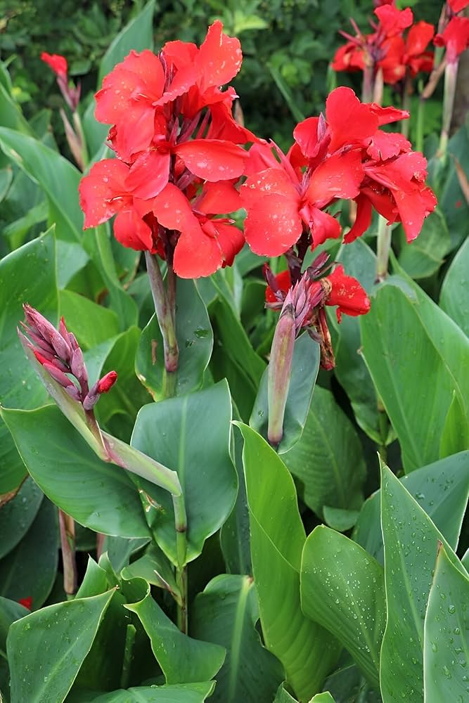 Pyrostegia Venusta Calathea Flower seeds for Planting Cut Flower Favorite Heirloom & GMO Free Seeds for Home Garden