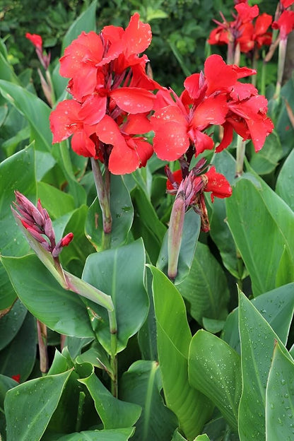 Pyrostegia Venusta Calathea Flower seeds for Planting Cut Flower Favorite Heirloom & GMO Free Seeds for Home Garden