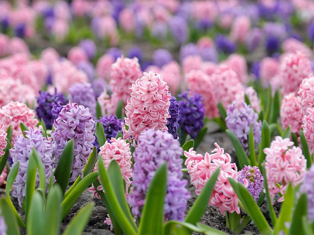 Premium Mixed Hyacinth Flower seeds for Planting Bright Blooms, Heirloom & GMO Free Seeds for Home Garden seeds