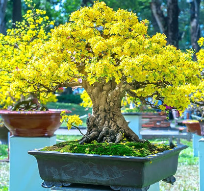 Yellow Simsii Bonsai Flower seeds for Planting Pollinator Friendly Heirloom & GMO Free Seeds for Home Garden