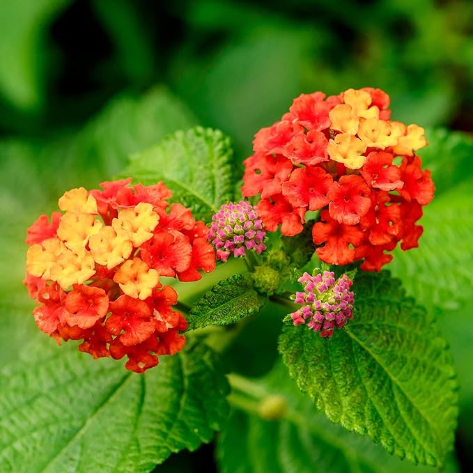 Lantana Flower seeds for Planting Pollinator Friendly Heirloom & GMO Free Seeds for Home Garden