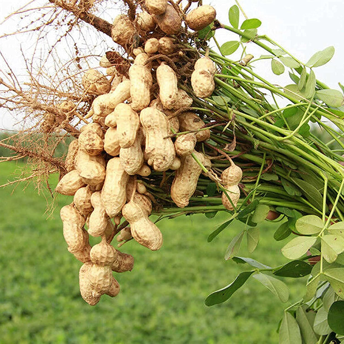 Peanut Flower seeds for Planting - Fragrant Blossoms, Heirloom & GMO Free Seeds for Home Garden
 
 Sale seeds for home garden