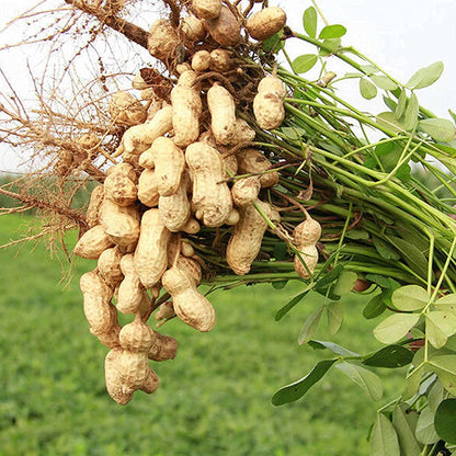 Peanut Flower seeds for Planting - Fragrant Blossoms, Heirloom & GMO Free Seeds for Home Garden
 
 Sale seeds for home garden