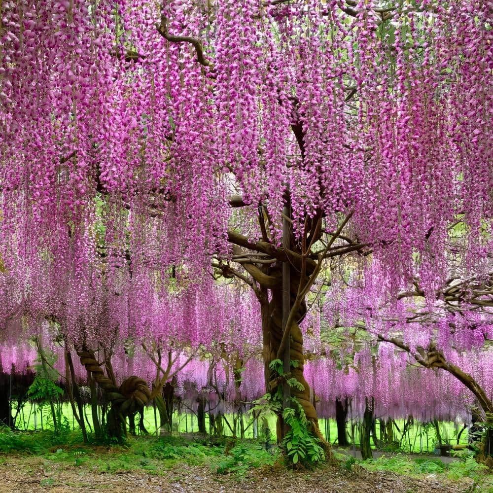 Premium Pink Wisteria Flower seeds for Planting Bright Blooms, Heirloom & GMO Free Seeds for Home Garden seeds