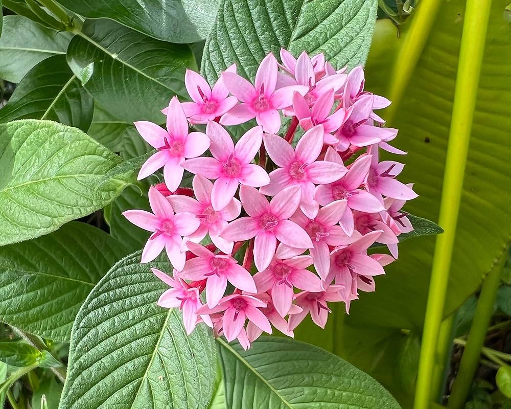 Premium Pink Pentas Flower seeds for Planting Vibrant Colors, Heirloom & GMO Free Seeds for Home Garden seeds