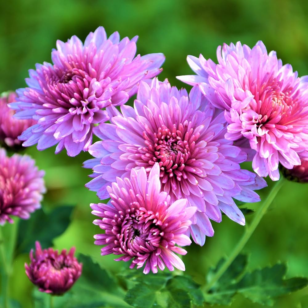 Heirloom Chrysanthemum Perennial Flower seeds for Planting Sun Loving Heirloom & GMO Free Seeds for Home Garden