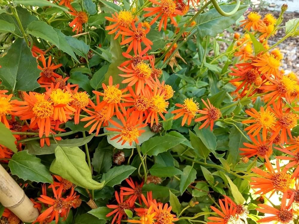 Confusus Mexico Flower seeds for Planting Perfect for Borders, Heirloom & GMO Free Seeds for Home Garden vegetable and garden seeds