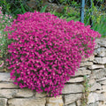 Cress Perennial Flower seeds for Planting Easy to Grow, Heirloom & GMO Free Seeds for Home Garden seeds for planting