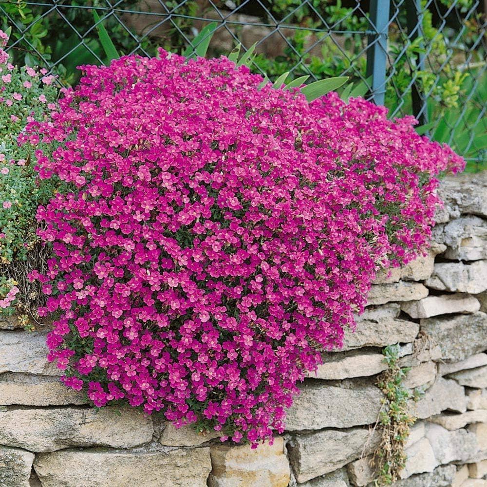 Cress Perennial Flower seeds for Planting Easy to Grow, Heirloom & GMO Free Seeds for Home Garden seeds for planting