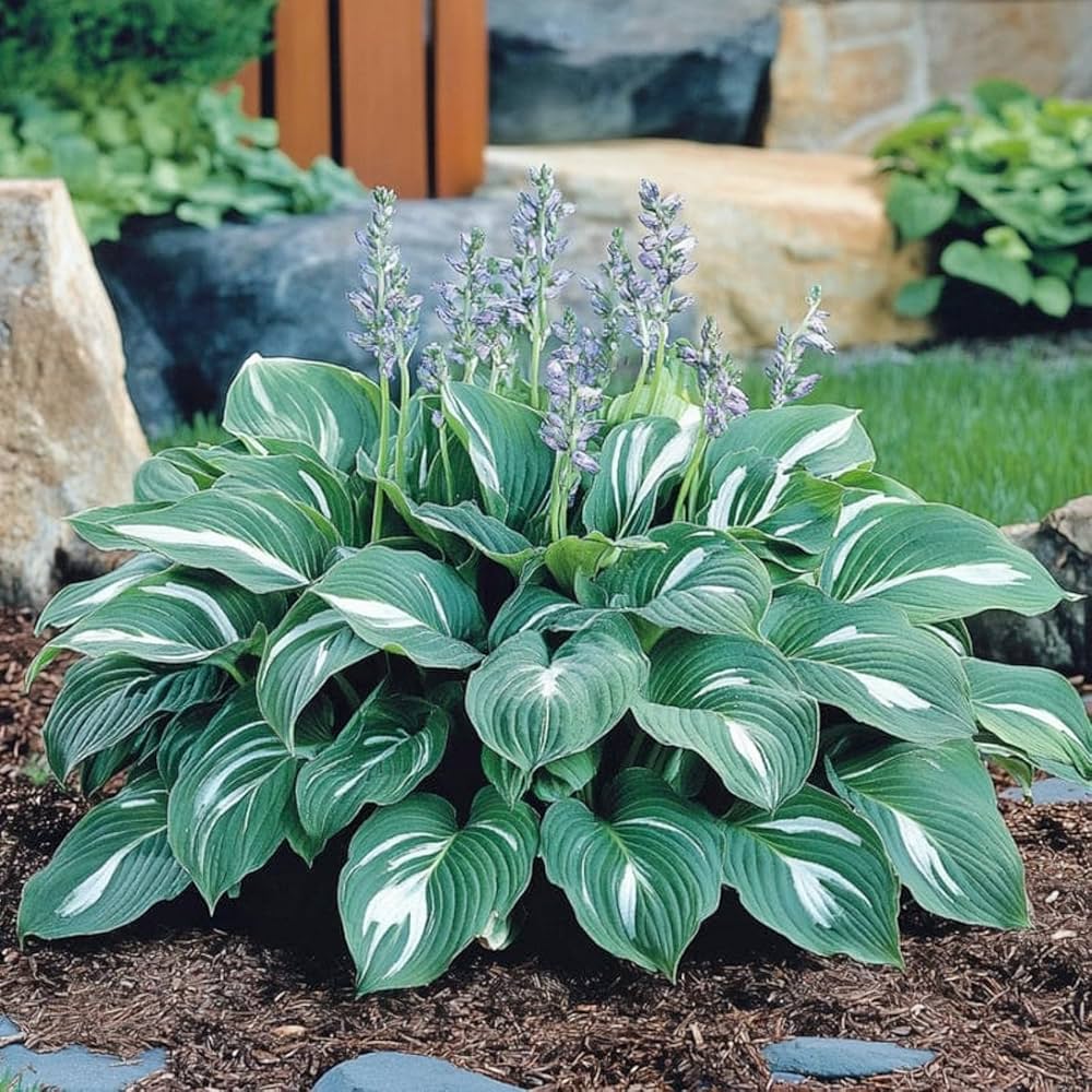 Premium Sea Green Hosta Flower seeds for Planting Compact Growth, Heirloom & GMO Free Seeds for Home Garden seeds