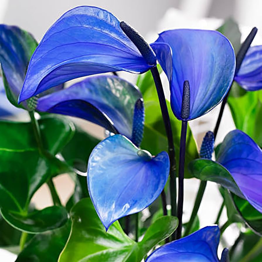 Blue Anthurium Flower seeds for Planting - Premium Quality, Heirloom & GMO Free Seeds for Home Garden