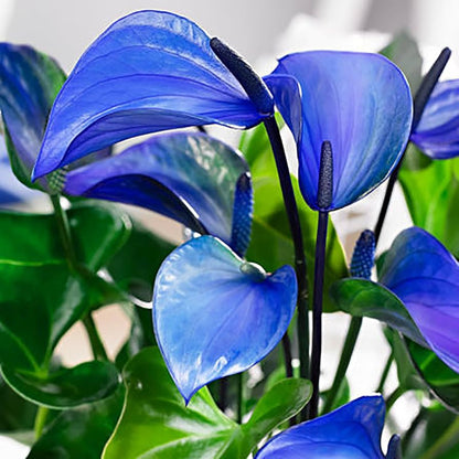 Blue Anthurium Flower seeds for Planting - Premium Quality, Heirloom & GMO Free Seeds for Home Garden