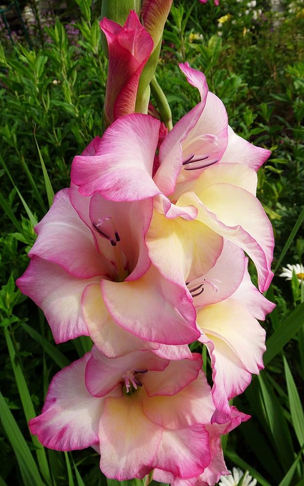 White Pink Perennial Gladiolus Flower seeds for Planting Low Maintenance, Heirloom & GMO Free Seeds for Home Garden vegetable and garden seeds