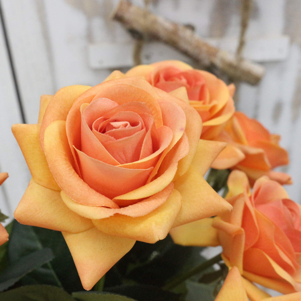Light Orange Rose Flower seeds for Planting Sun Loving, Heirloom & GMO Free Seeds for Home Garden vegetable and garden seeds