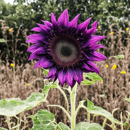 Violet Sunflower Perennial Flower Seeds for Planting, Heirloom Non-GMO Organic Garden Seeds