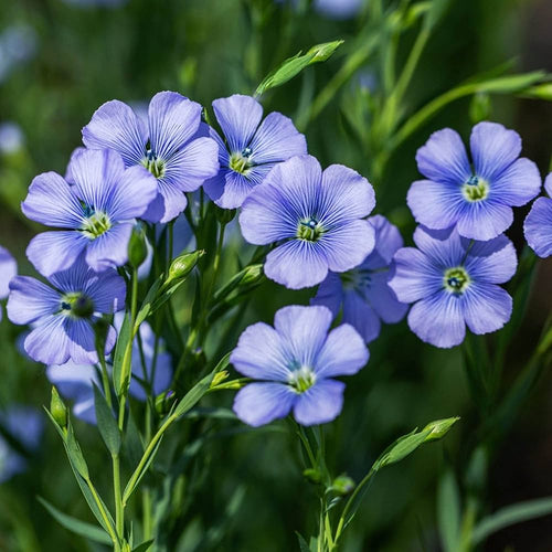 Blue Linum Lewisii Flower seeds for Planting Bright Blooms, Heirloom & GMO Free Seeds for Home Garden Sale seeds for planting