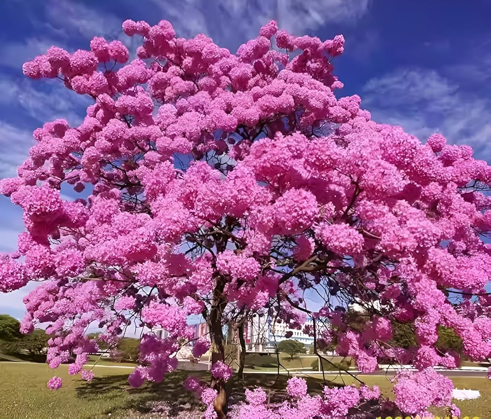 Pink Jacaranda Mimosifolia Flower seeds for Planting Compact Growth Heirloom & GMO Free Seeds for Home Garden