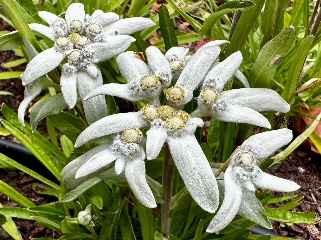 Premium White Leontopodium Flower seeds for Planting Hardy Variety, Heirloom & GMO Free Seeds for Home Garden seeds