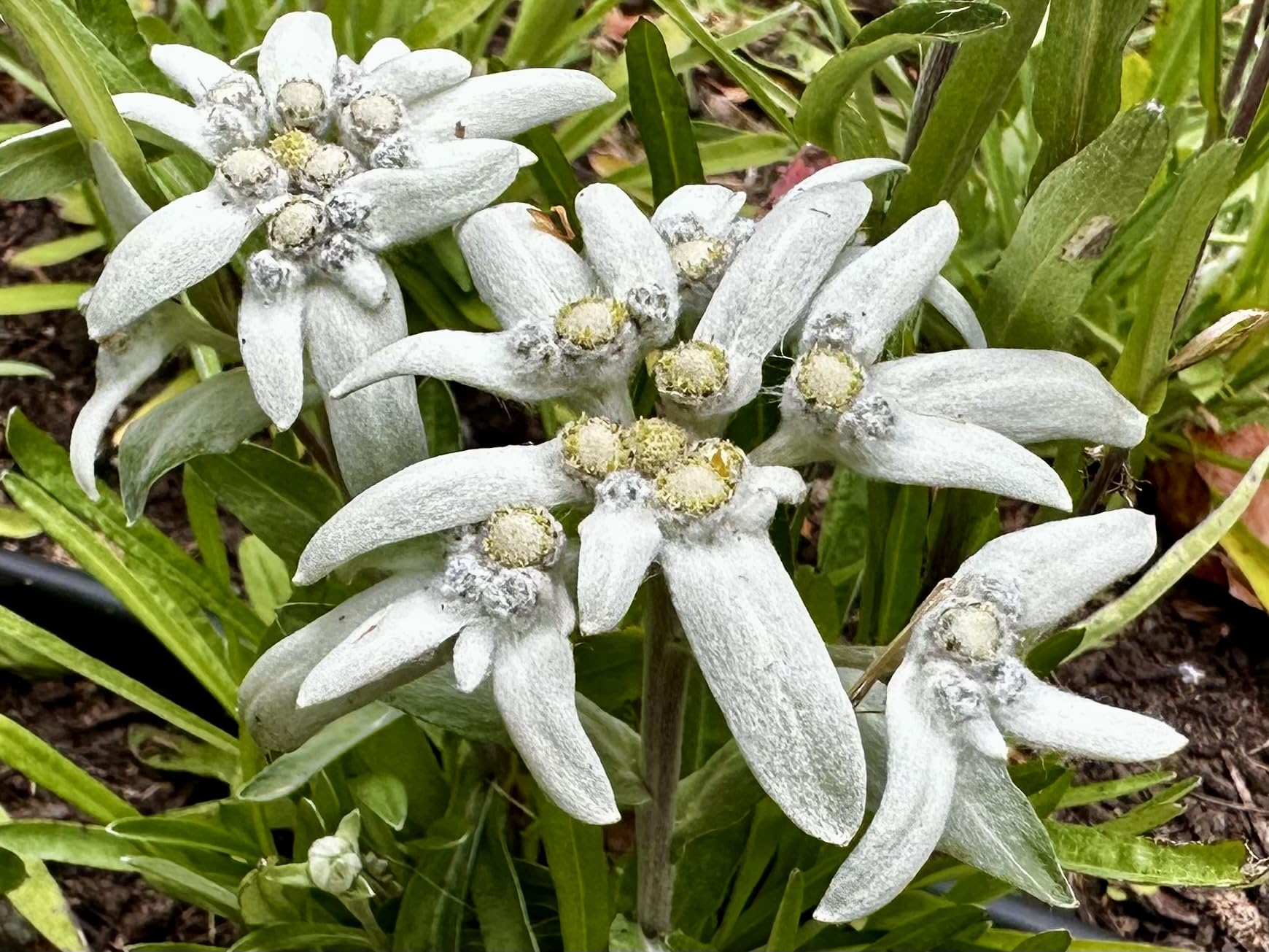 Premium White Leontopodium Flower seeds for Planting Hardy Variety, Heirloom & GMO Free Seeds for Home Garden seeds