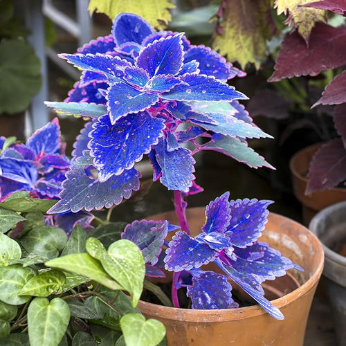 Blue Coleus Flower seeds for Planting Colorful Display, Heirloom & GMO Free Seeds for Home Garden seeds for planting