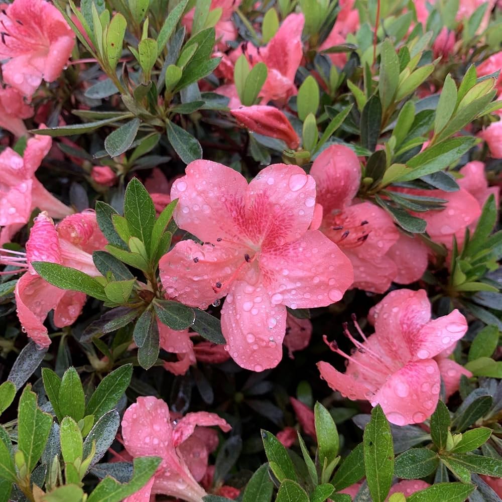 Premium Azalea Pink Flower seeds for Planting Garden Favorite, Heirloom & GMO Free Seeds for Home Garden seeds