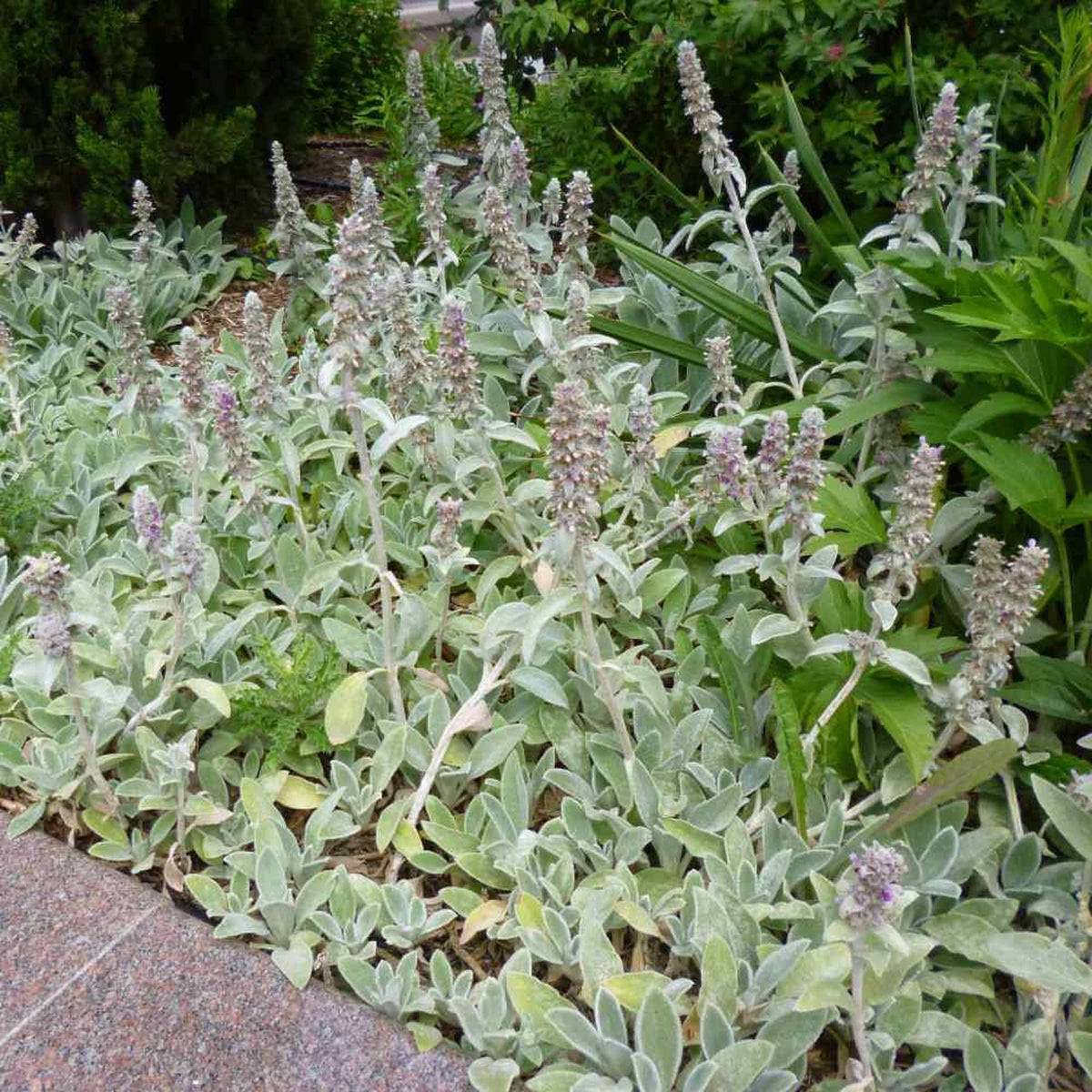 Stachys Flower seeds for Planting Garden Favorite, Heirloom & GMO Free Seeds for Home Garden seeds for planting